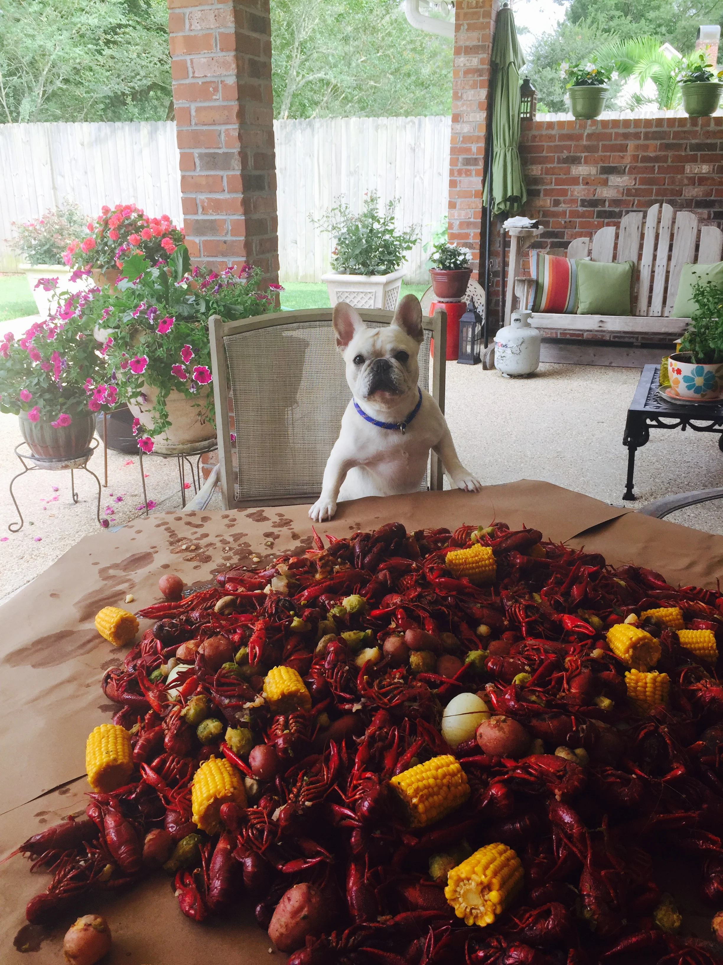 Nugget "Hold Up! Are These All for Me?!"