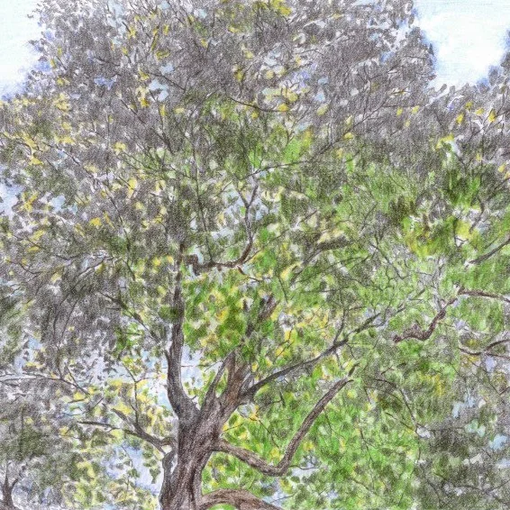 Sun Pencil Study.jpg