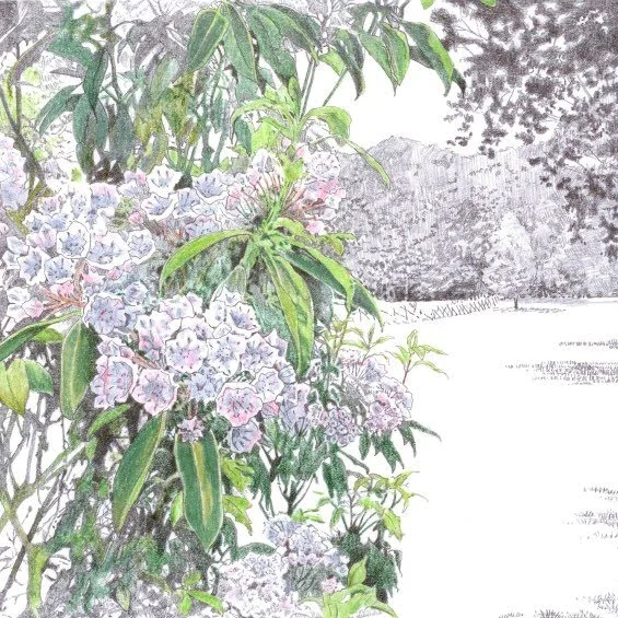 Mountain Laurels.jpg