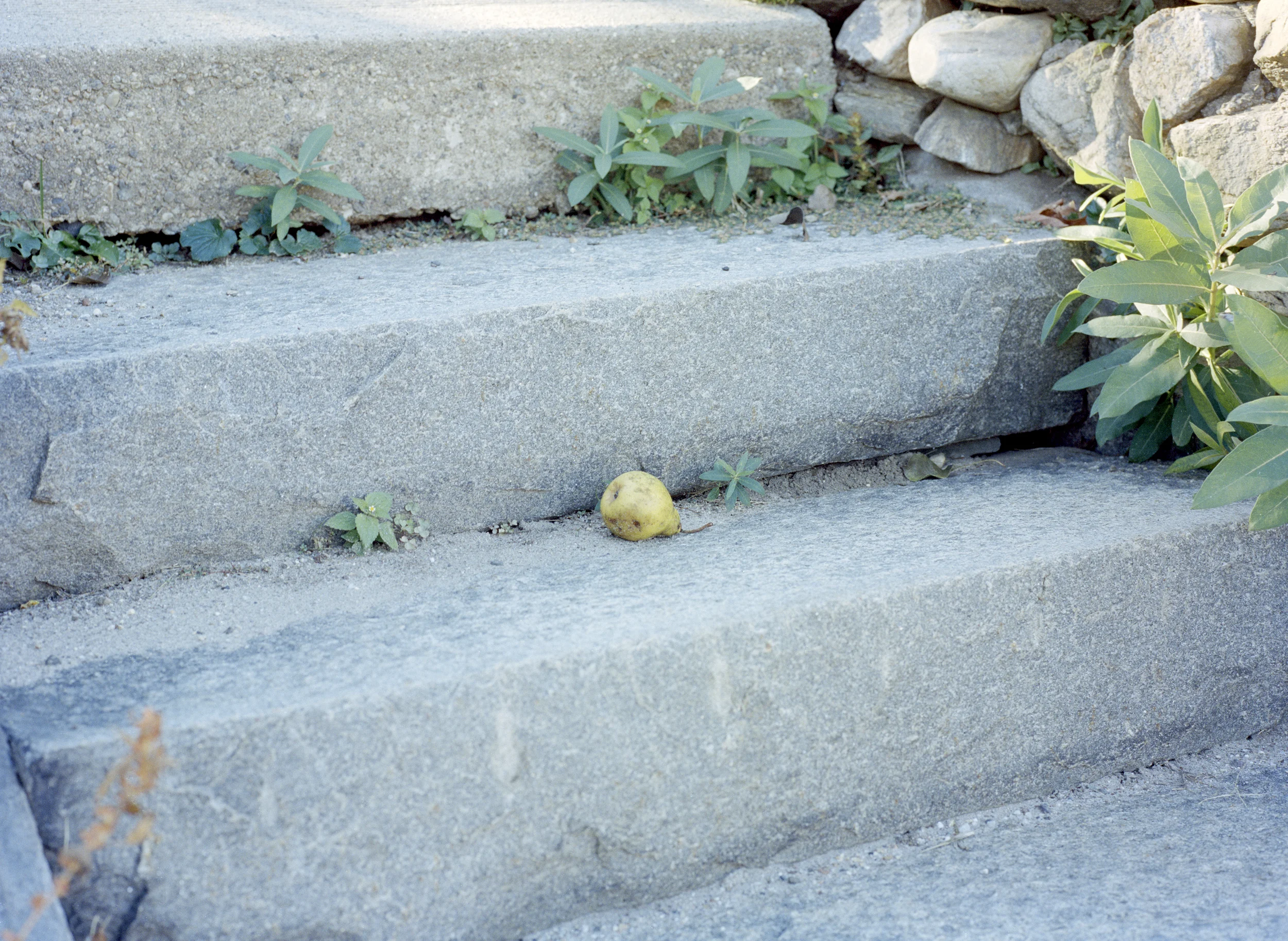pear.jpg