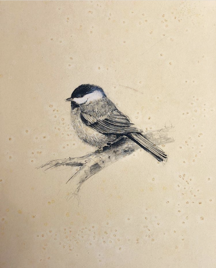 chicadee02.PNG