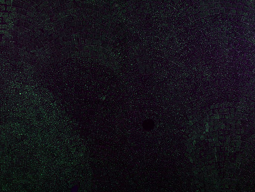 Downpour