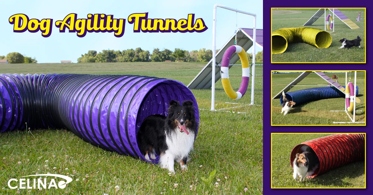 agility training tunnel for dogs