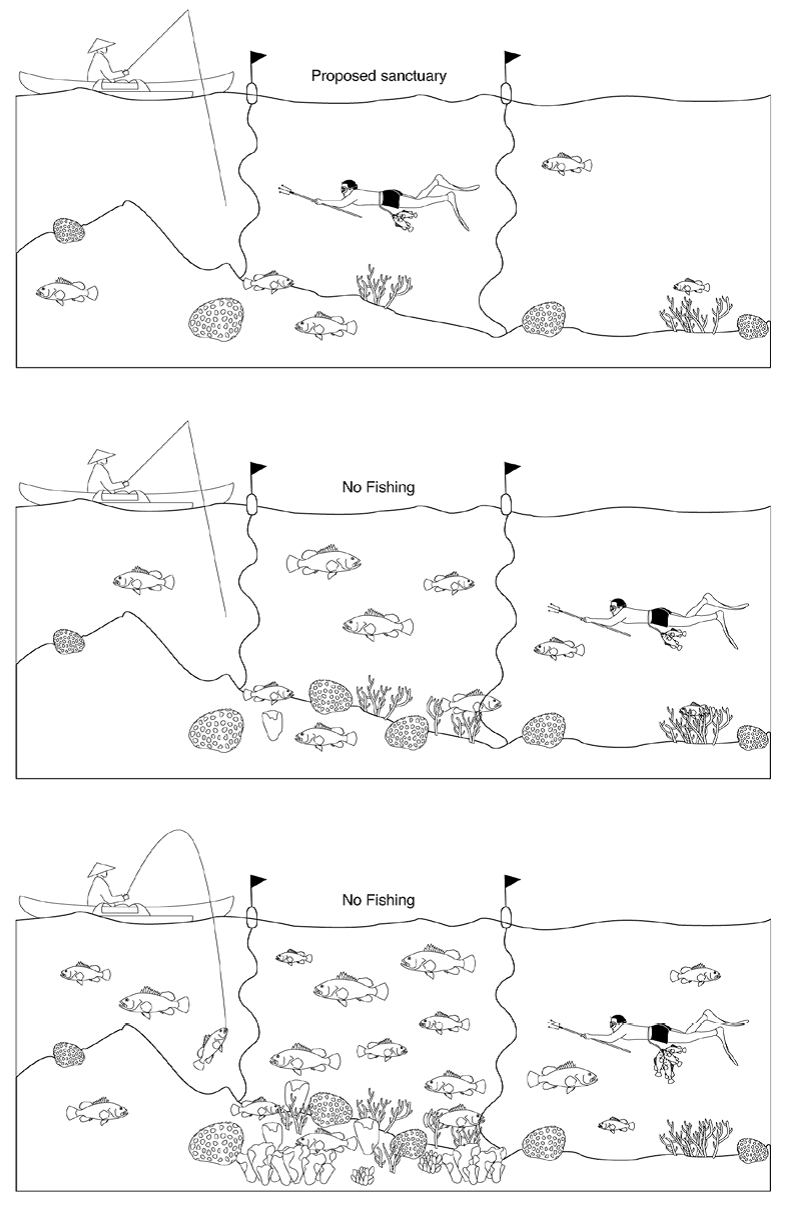 A basic diagram of how temporary marine reserves can improve food security and local harvest for low-income fishermen.