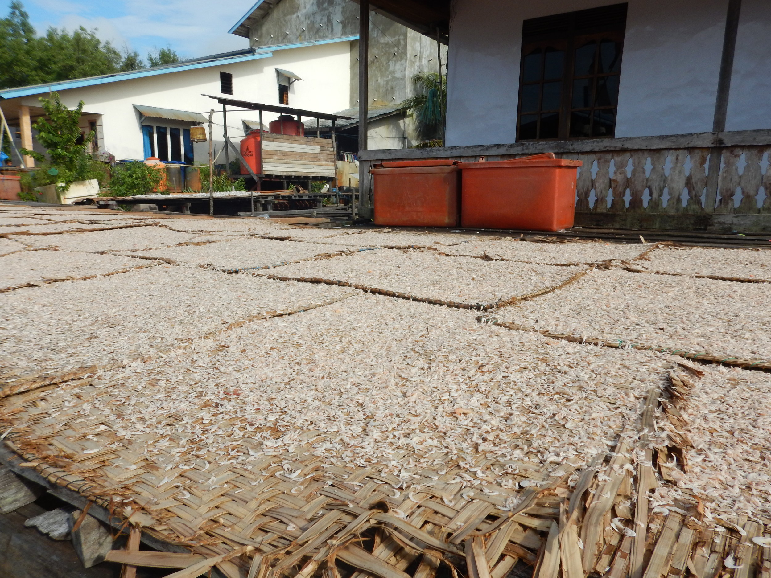 Shrimp harvest in the sub-district of Kubu, our focus area