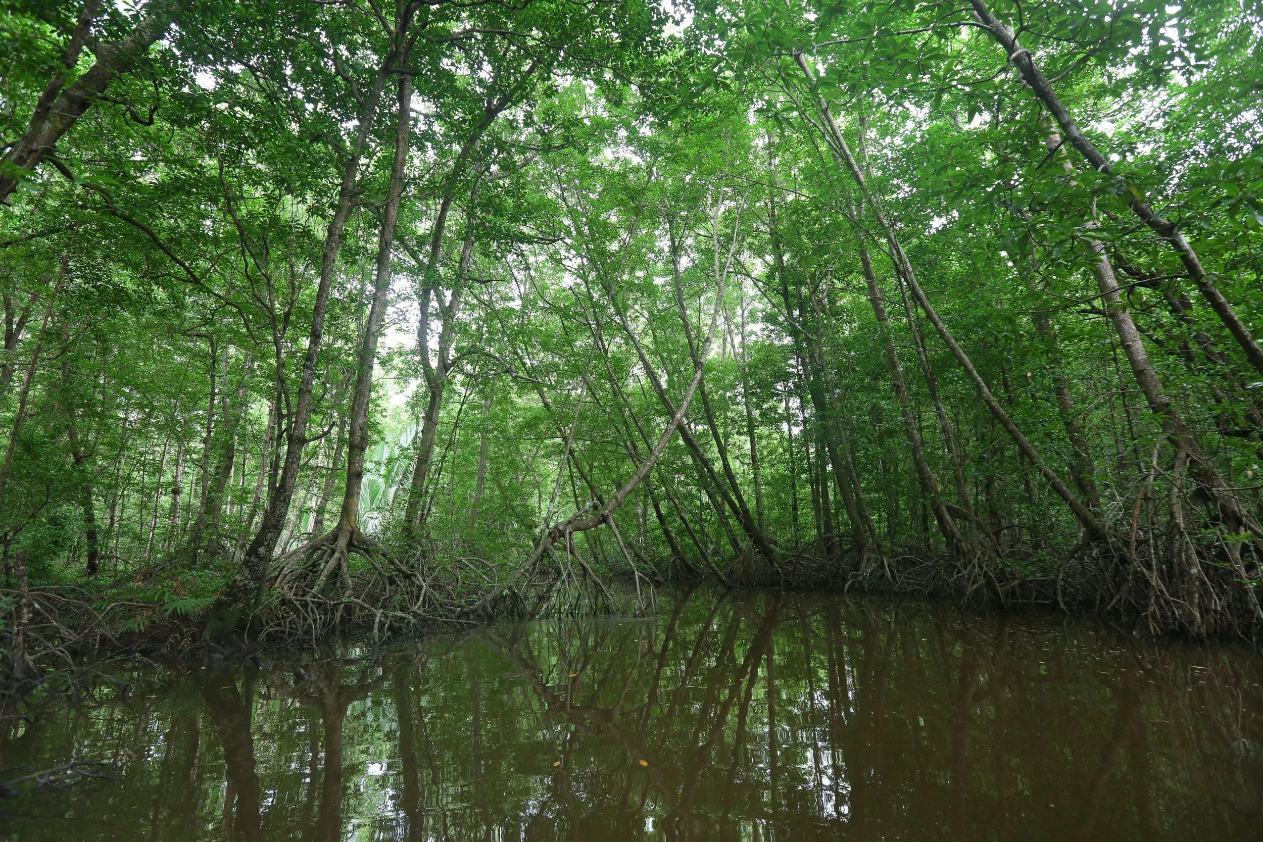 Mangrove Closure Area.JPG