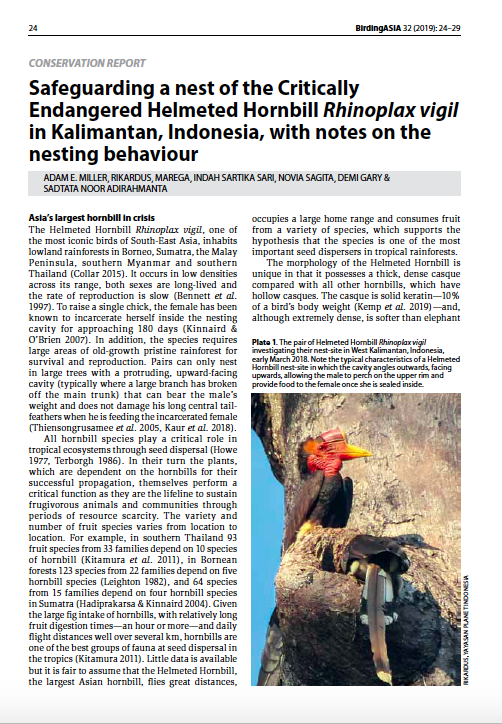 Safeguarding a nest of the Critically Endangered Helmeted Hornbill Rhinoplax vigil in Kalimantan, Indonesia, with notes on the nesting behaviour 