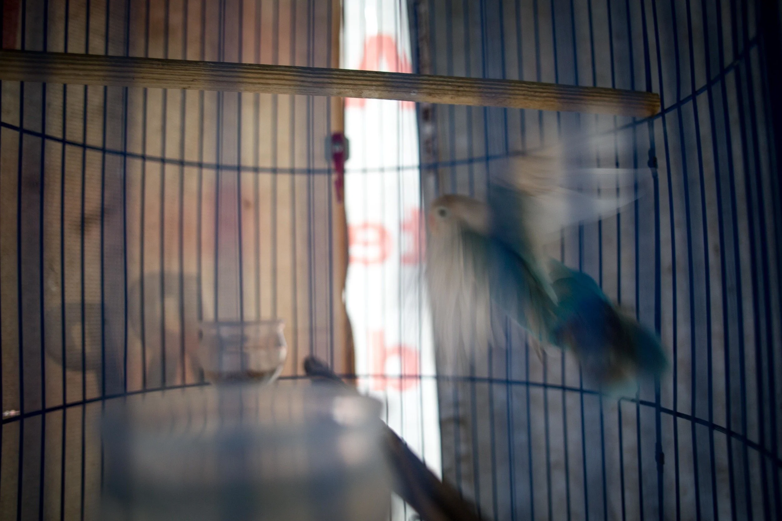 A New Face to Animal Trafficking