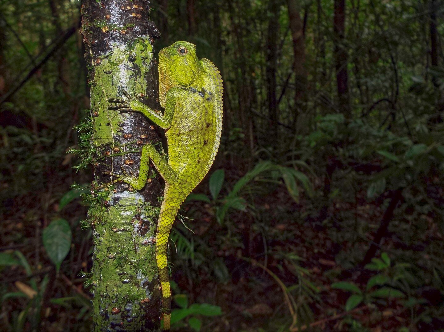 Meet Doria's angle-headed lizard, a stunning reptile found in the many areas where we work with communities. This lizard is a sight to behold with its vibrant green scales and unique angular head. The community-led biodiversity monitoring team we sup