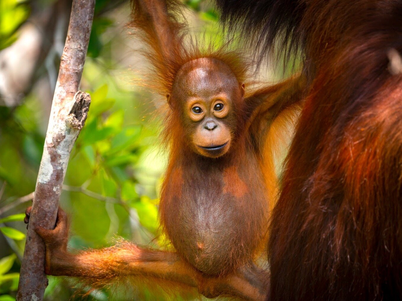 Today is #endangeredspeciesday, a day to celebrate the Endangered Species Act in the US that was passed to improve legislation to protect species in danger of extinction. 

In Indonesia, we are committed to protecting endangered species by investing 