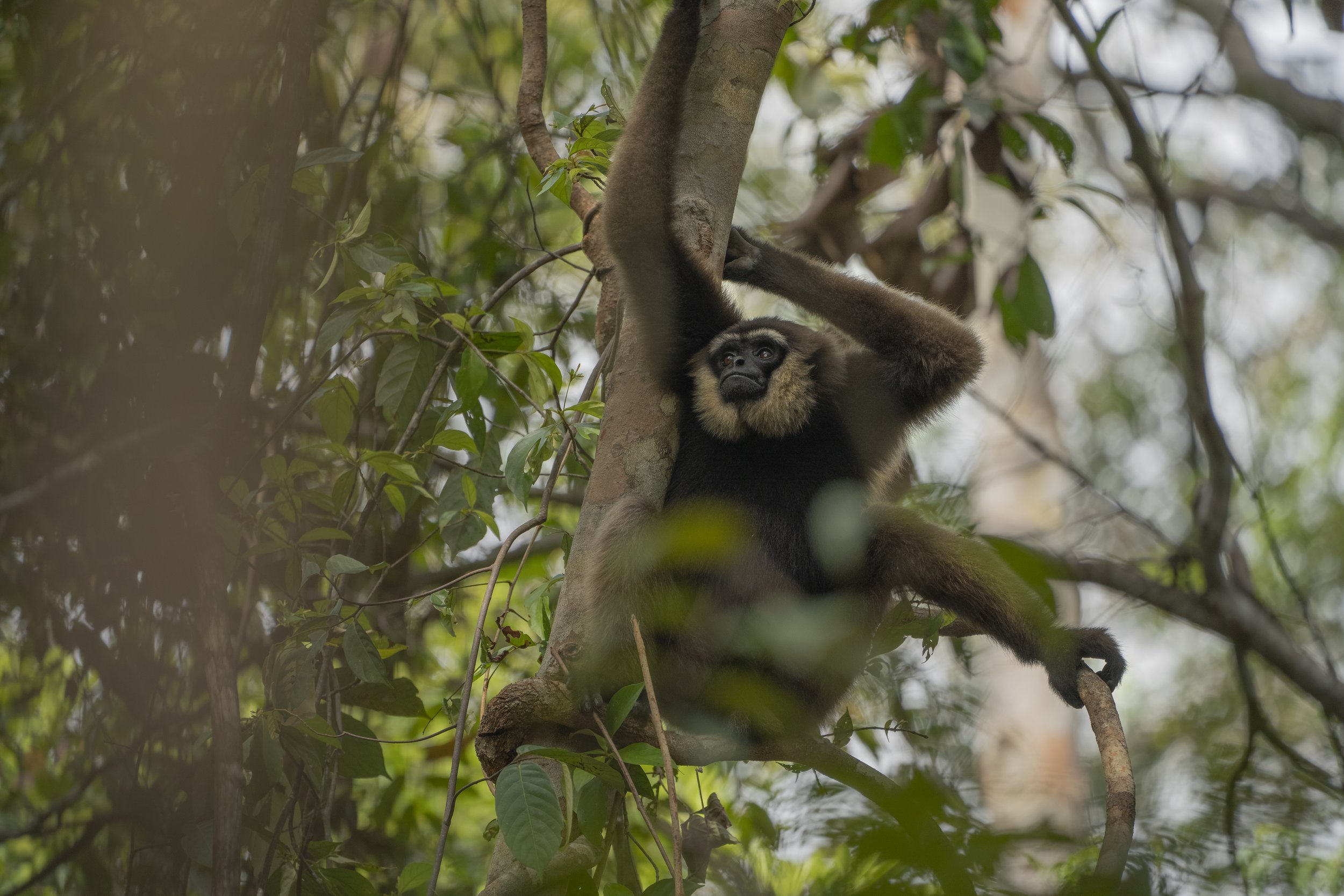 Gibbon.jpg