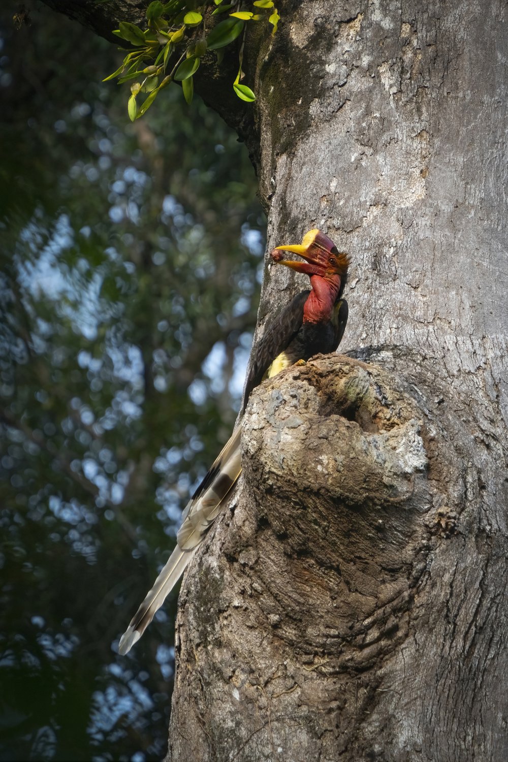 The Helmeted Hornbill.jpg