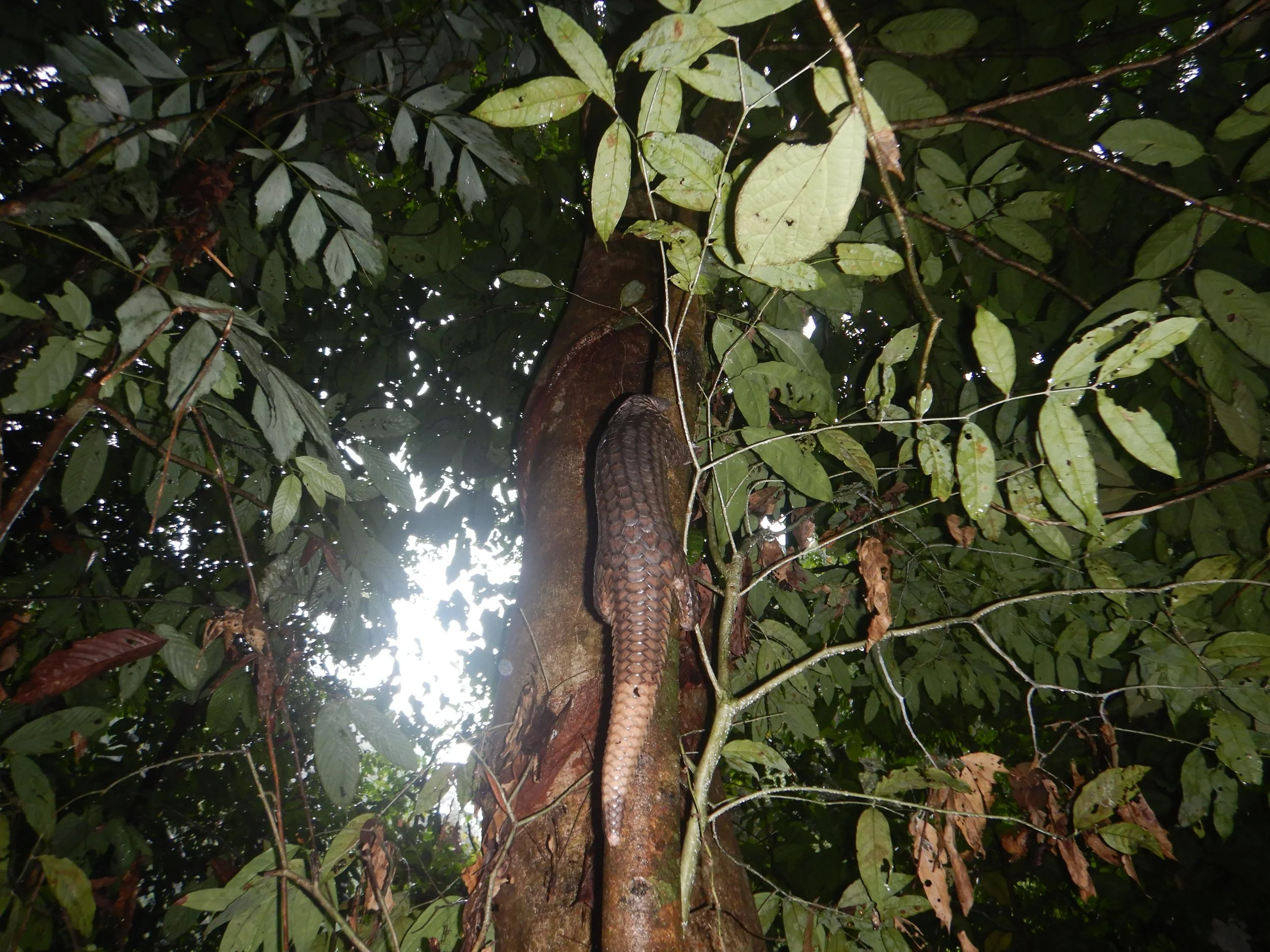 The Realities of Community-Led Conservation in Protecting Pangolins