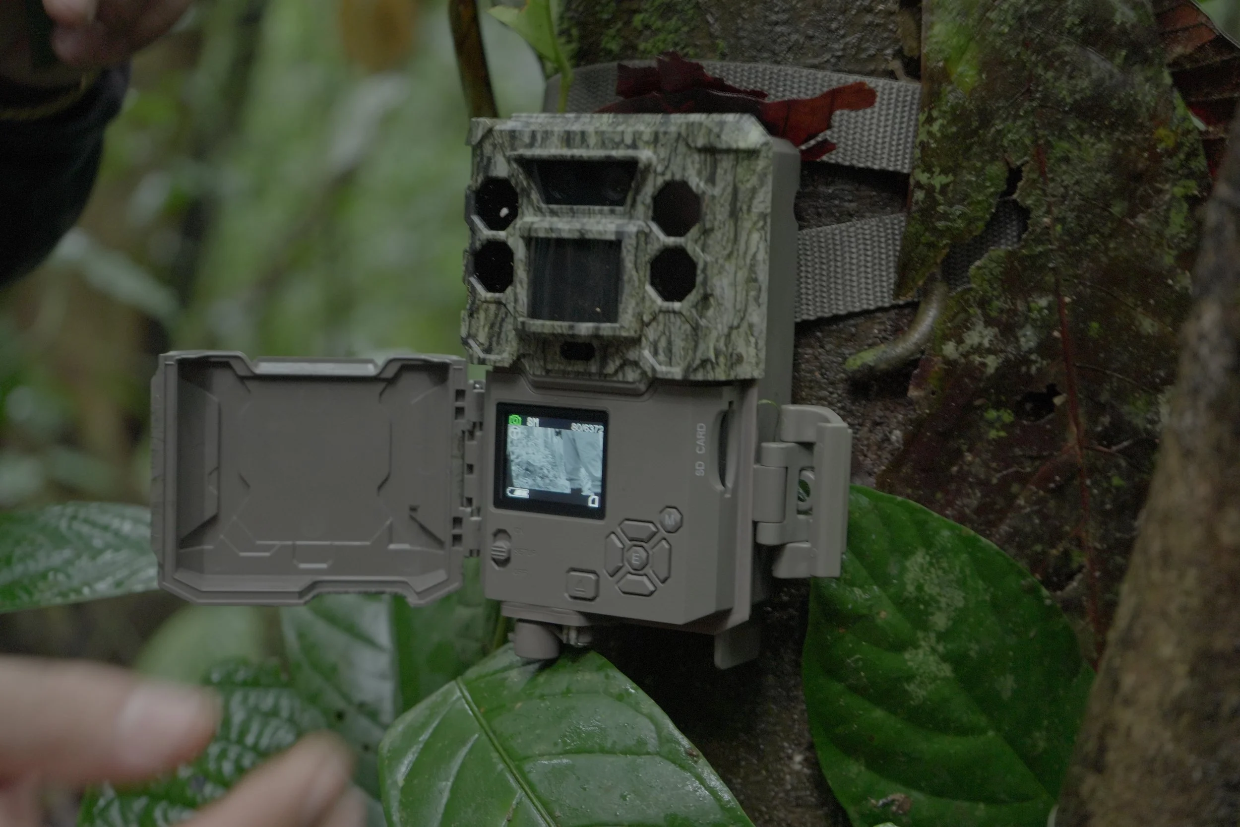 The Forest Has a Voice - Part 1: Tuning In to Indonesia’s Rainforest Soundscape