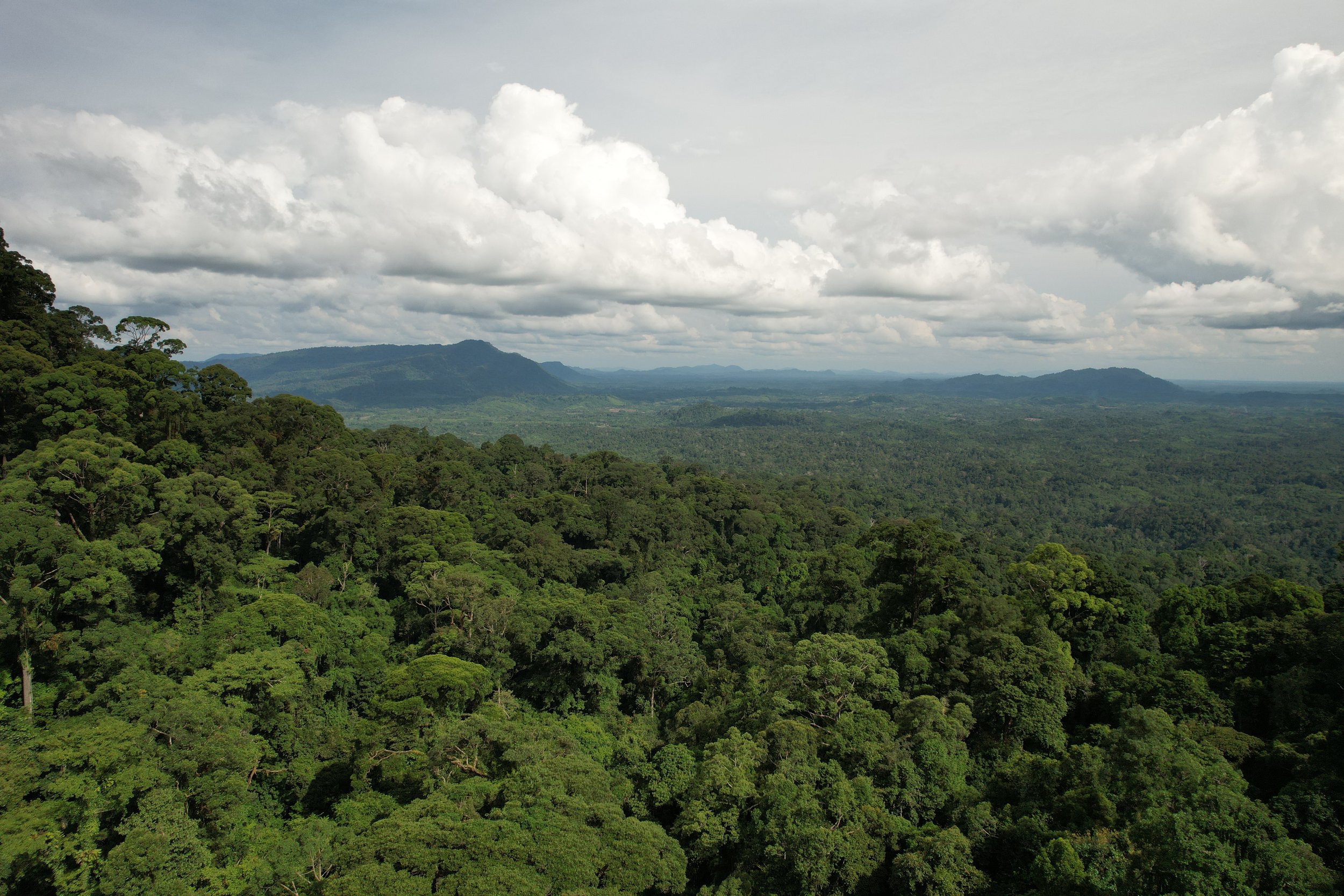 Press Release: New Study Finds Community-Led Health and Livelihood Programs Helped Protect West Kalimantan's Rainforests During COVID-19