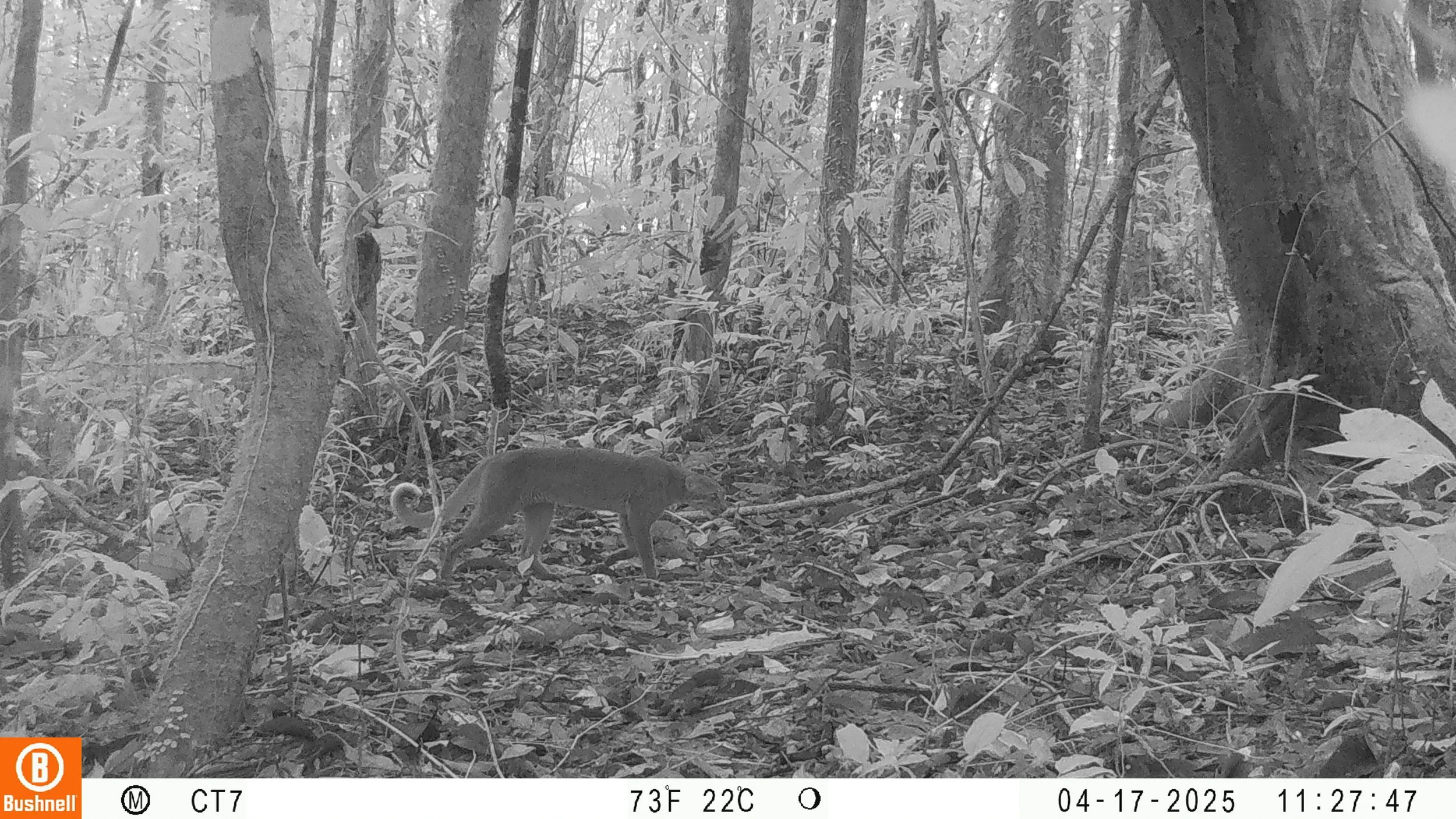 Bay Cats, Hornbills, Pangolins and the Data Behind Community Forest Management