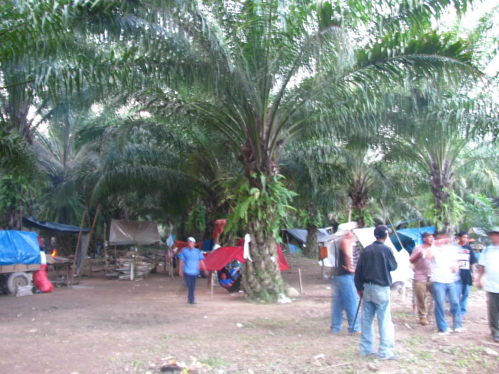 After 13 days and getting ready for more, they have built shelters and set up cooking pits under the palm tress on the plantation