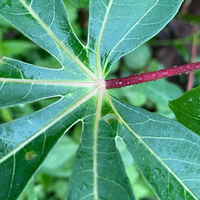 Yuca leaf by Camumu in Trujillo #Honduras