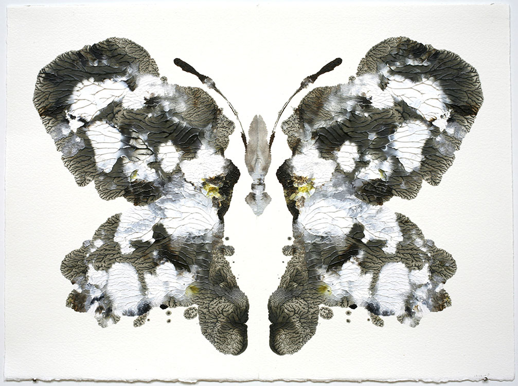 RC.Butterfly550.HG8429.jpg