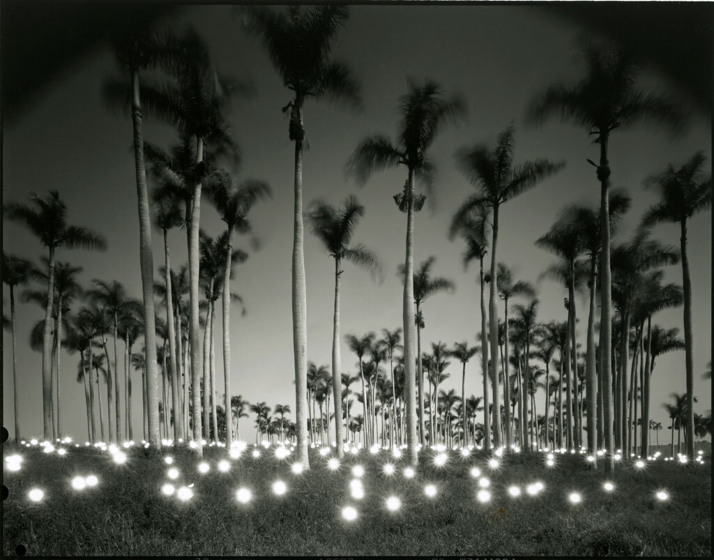  Tokihiro Sato,  #356 Palm , 1997 Black-and-white transparency and lightbox | Image: 20 x 24 inches; Lightbox: 22 x 26 inches | HG9151 