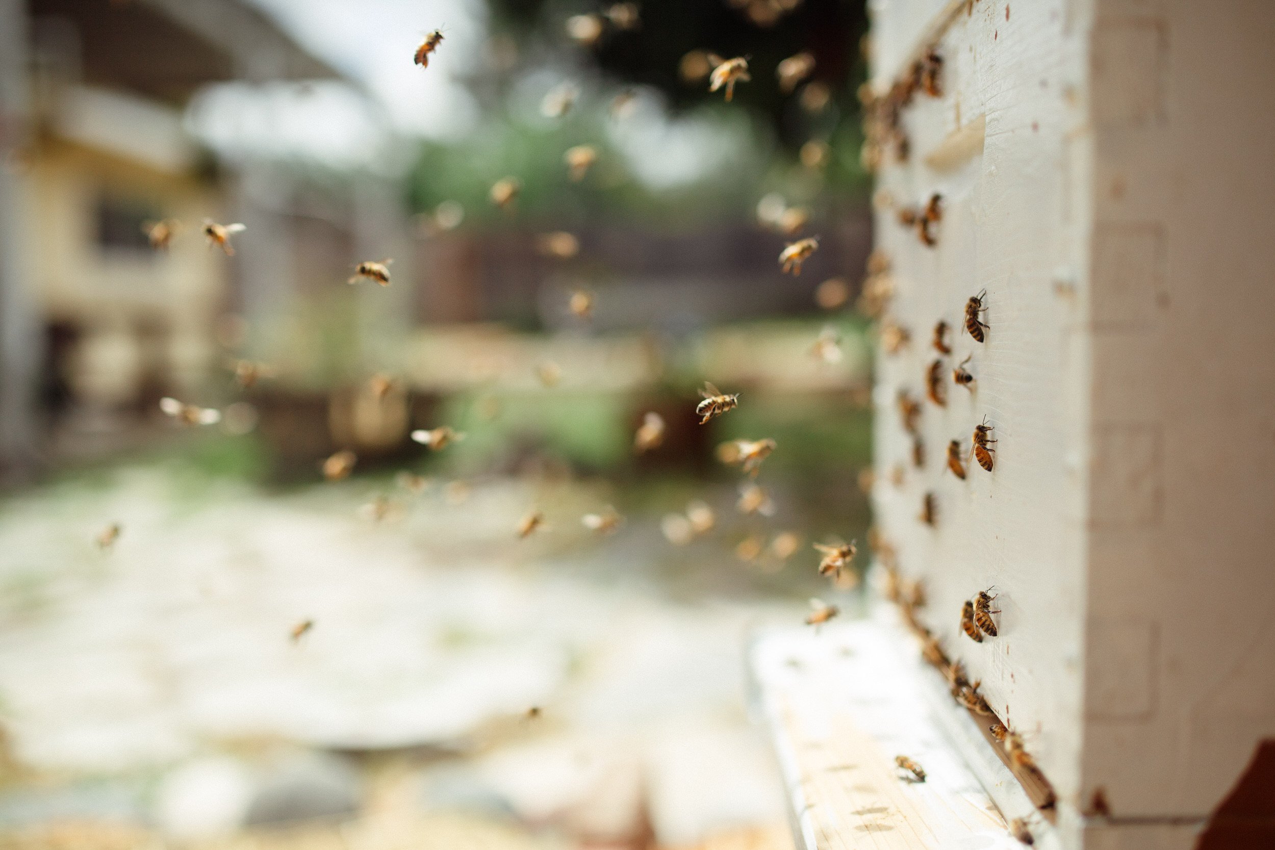 30_Beekeeping_BorisZharkov2023.jpg