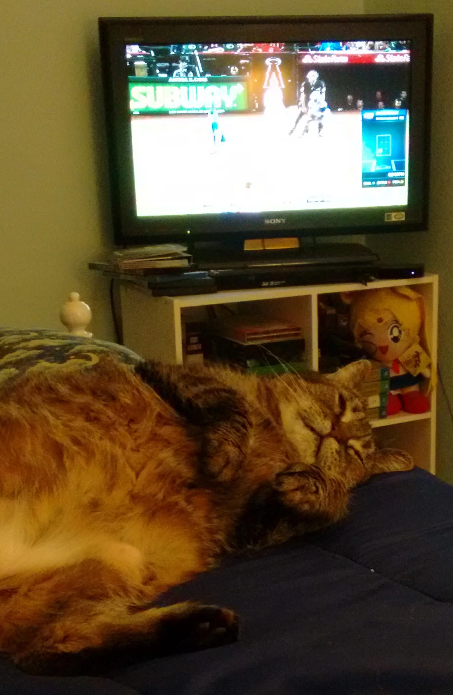 Photo of Tabitha, the tabby.