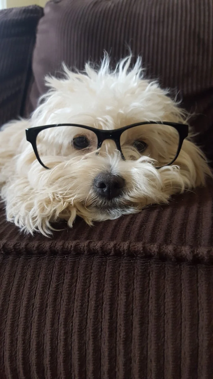 My dog, Bark Wahlberg