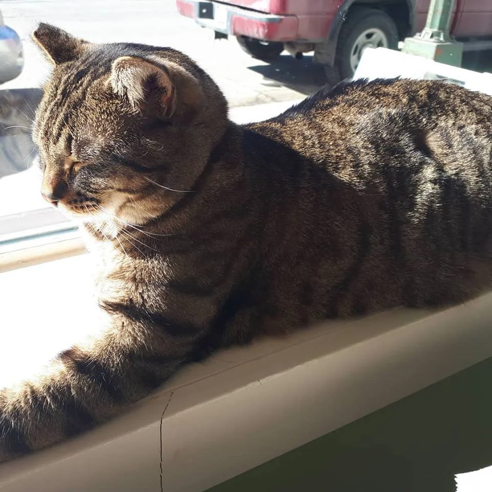 Photo of Max the cat sleeping on a windowsill.