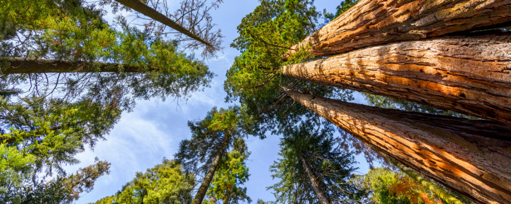 EU Deforestation Regulation and ONIX: Advice worth reading from EDItEUR