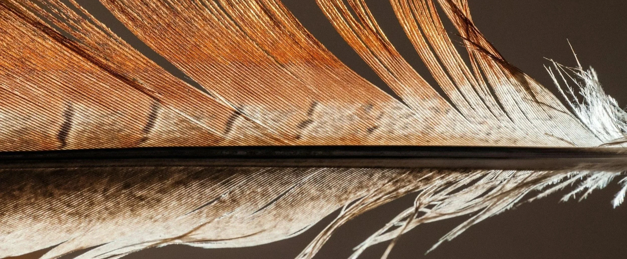 Best Practices relating to product metadata standards to support the discoverability of First Nations, Inuit, and Métis publishing and books by Indigenous authors