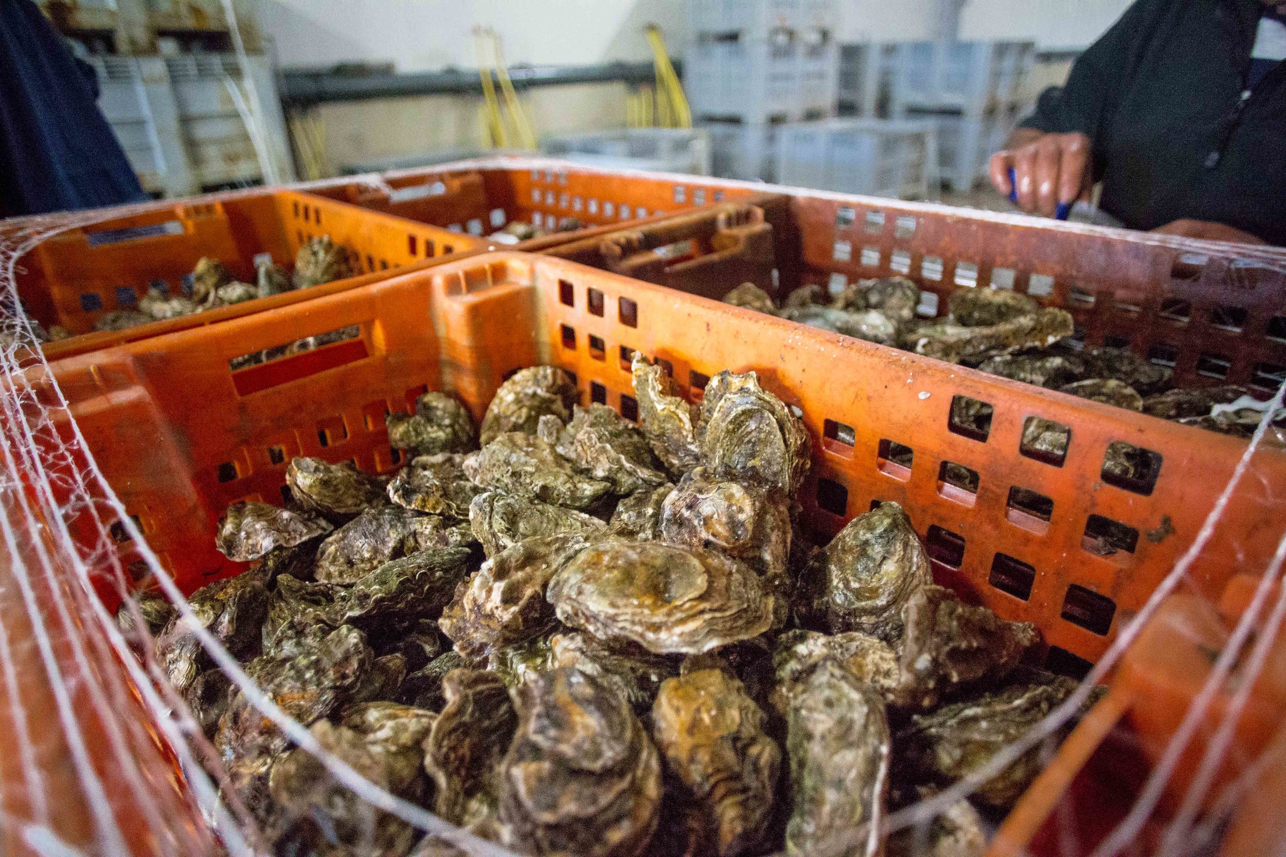 Seafarm | Oosterscheldekreeft