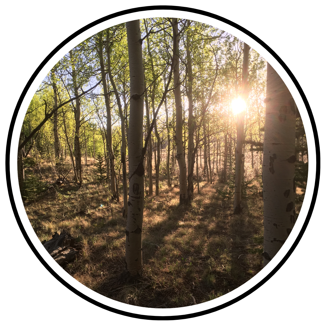 Embracing the Early Bird Life: Confessions of a Night Owl Forced to See the Sunrise