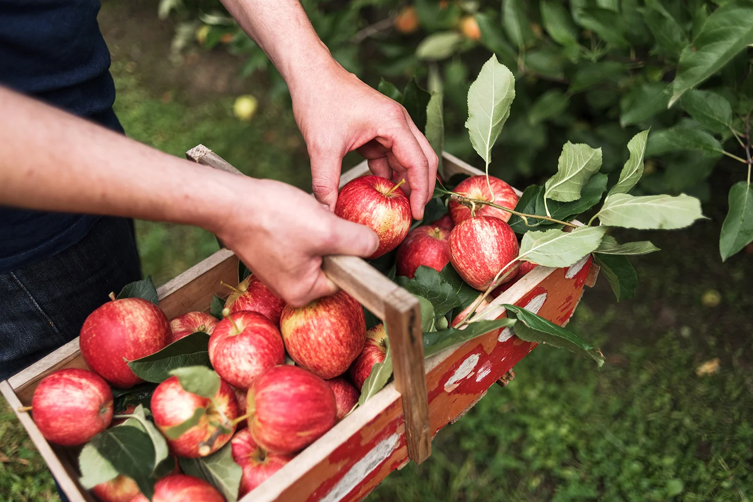 Apple Press 11.jpg