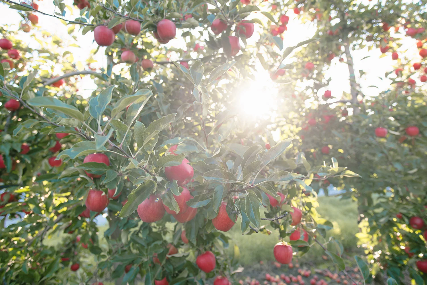 apple press 2.jpg