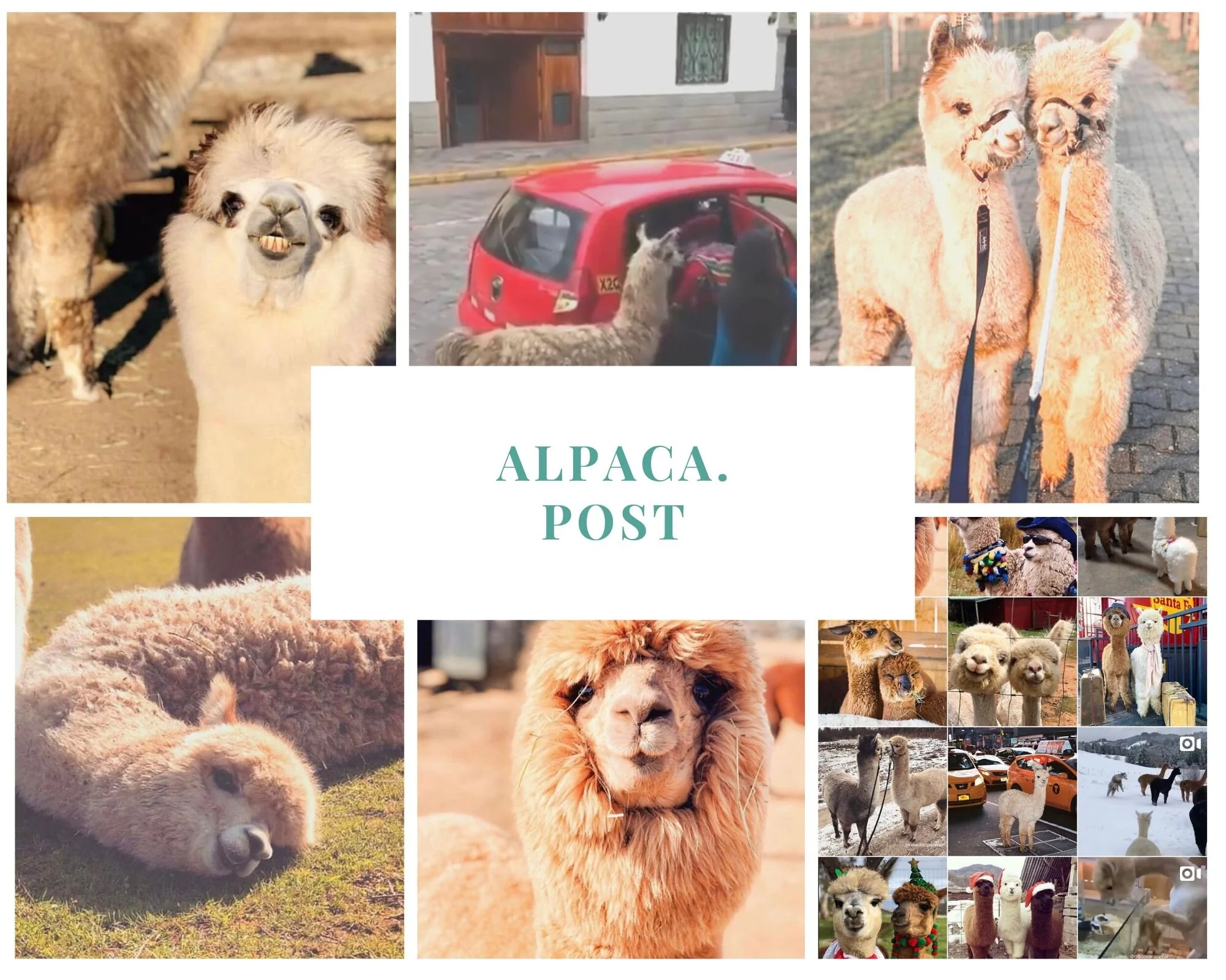 IG Love! Fiber Animals!!!!