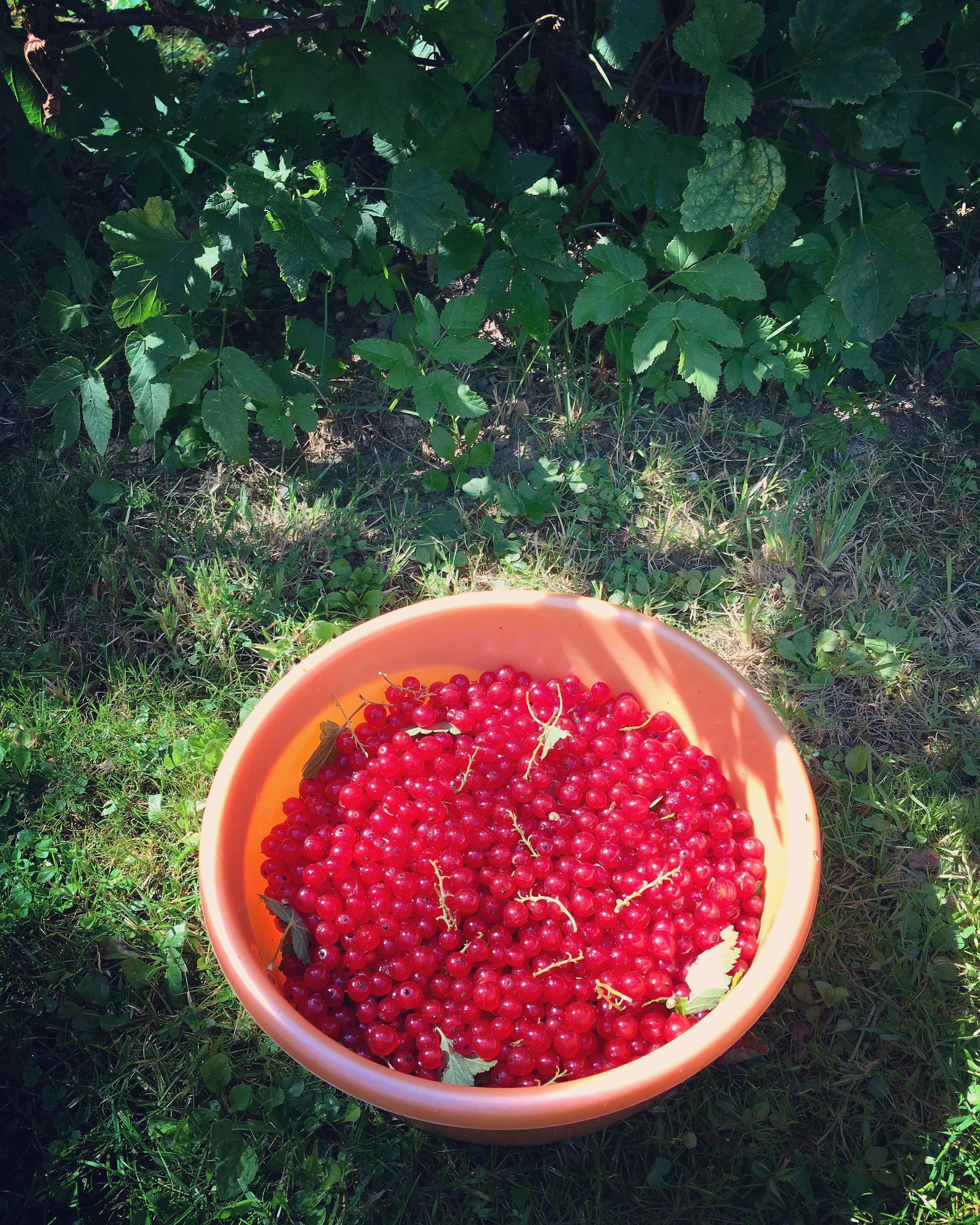 Austria, Slovakia, and The Czech Republic