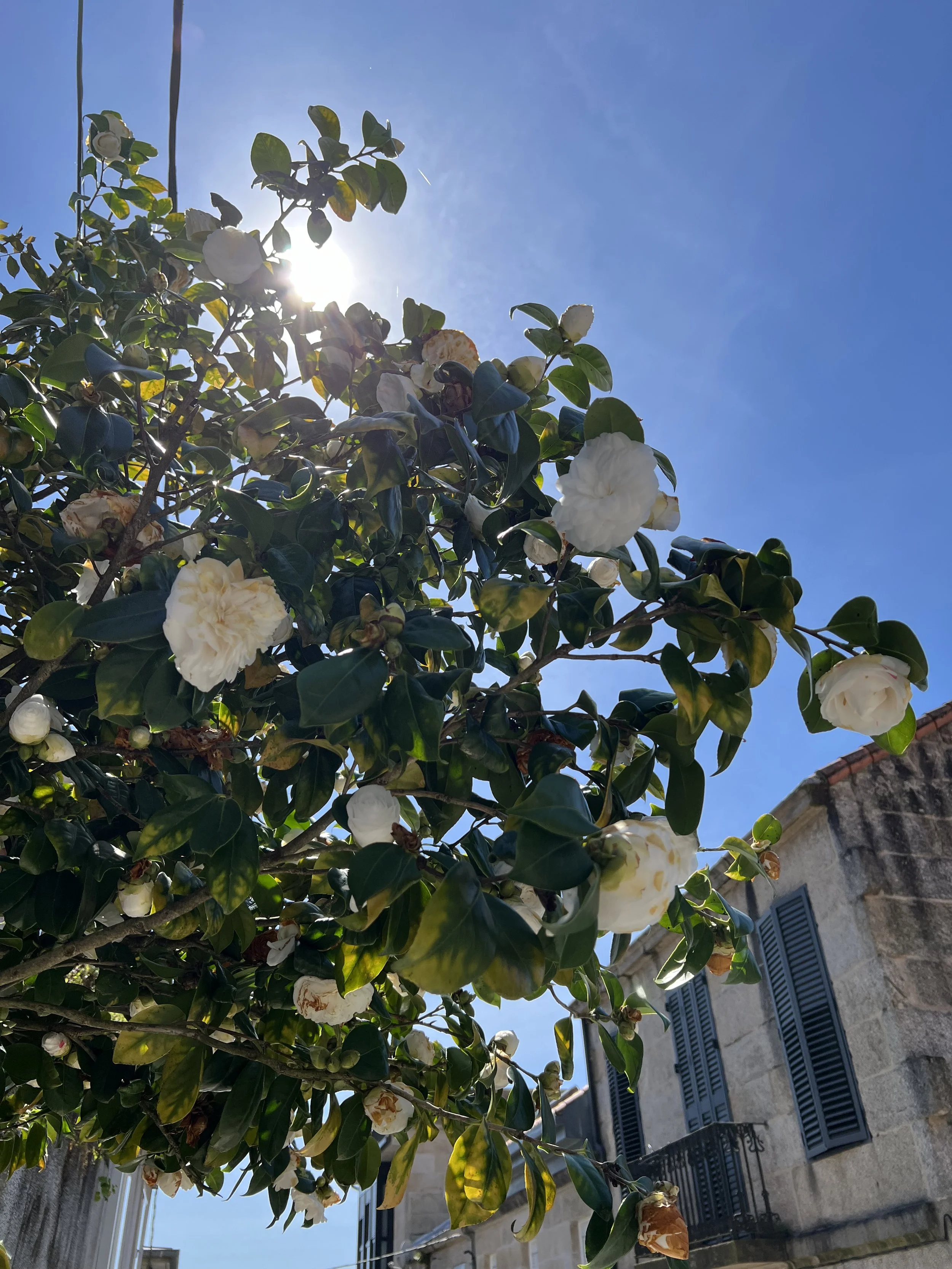 Vigo