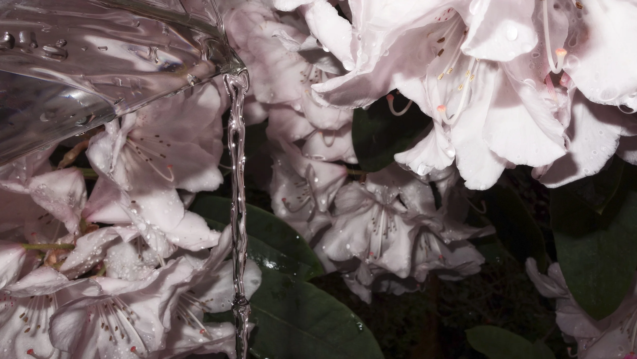 water-flowers2 dawn glow.jpg