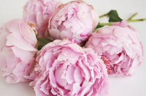 I just swoon when I smell a fresh peony ...