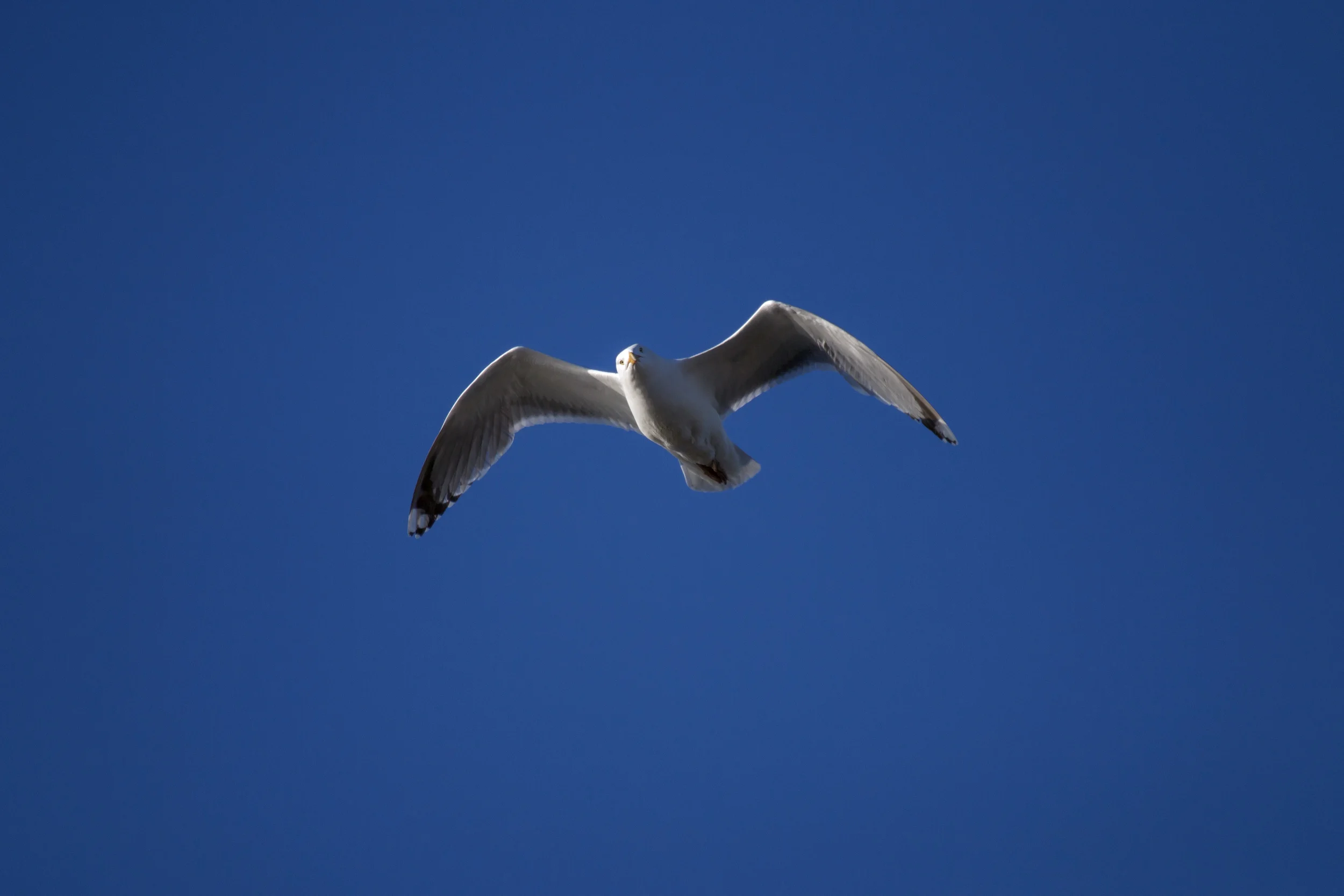 040615_Hvide Sande_0723.jpg