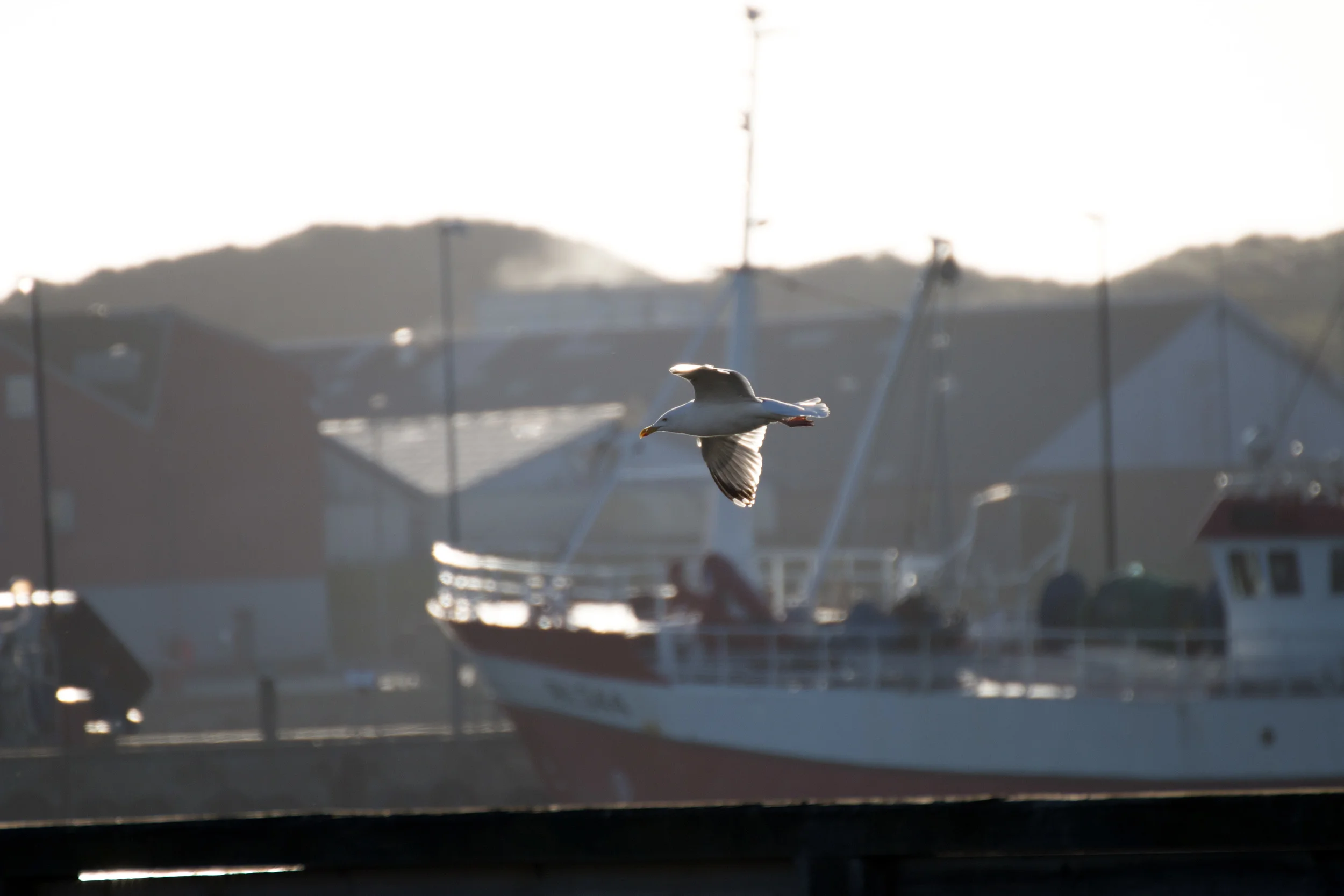 040615_Hvide Sande_0739.jpg
