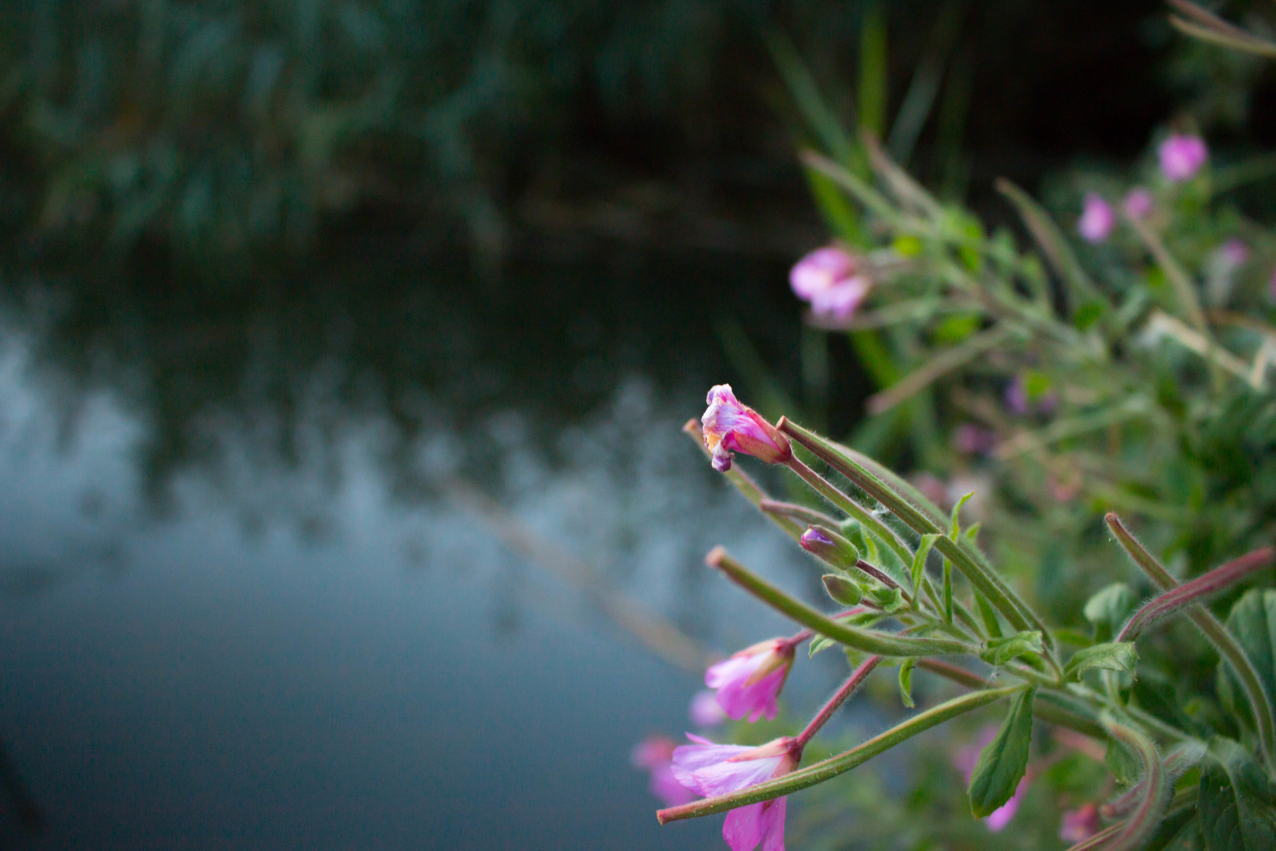 _MG_5247.jpg