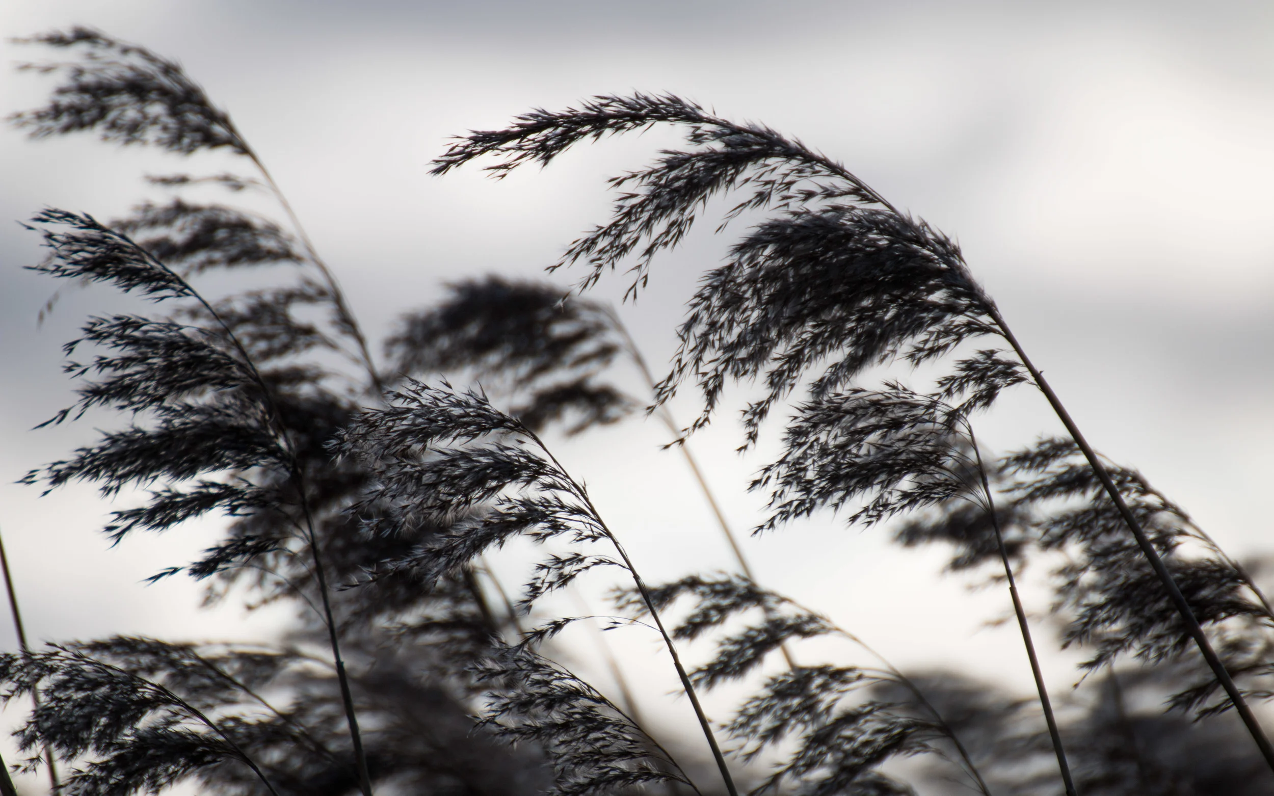 _MG_3271.jpg