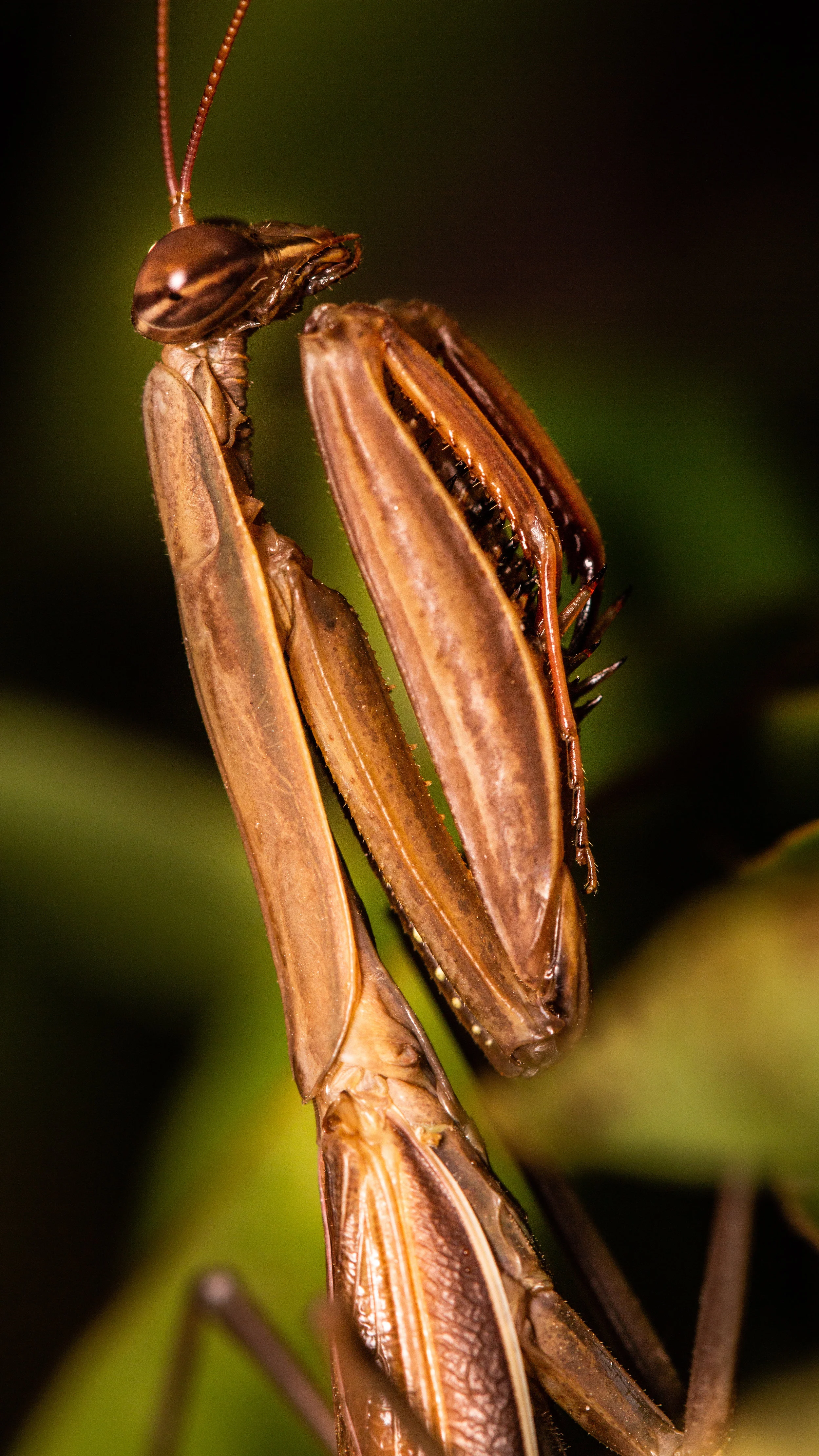 _MG_5528.jpg
