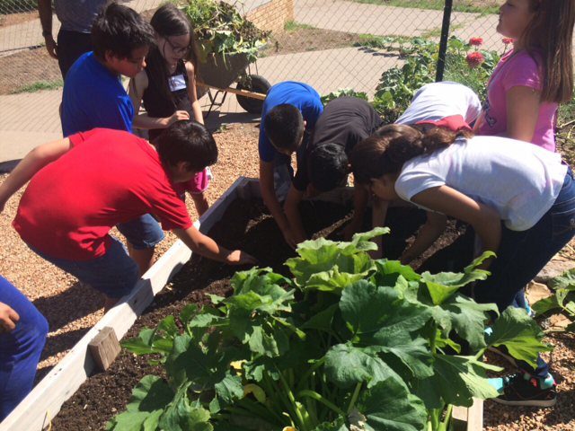 After-School participants tend to vegetables in the Mustard Seed garden