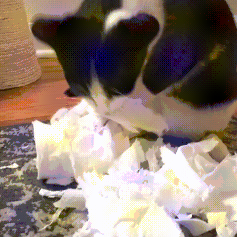 CatToiletPaper.jpg