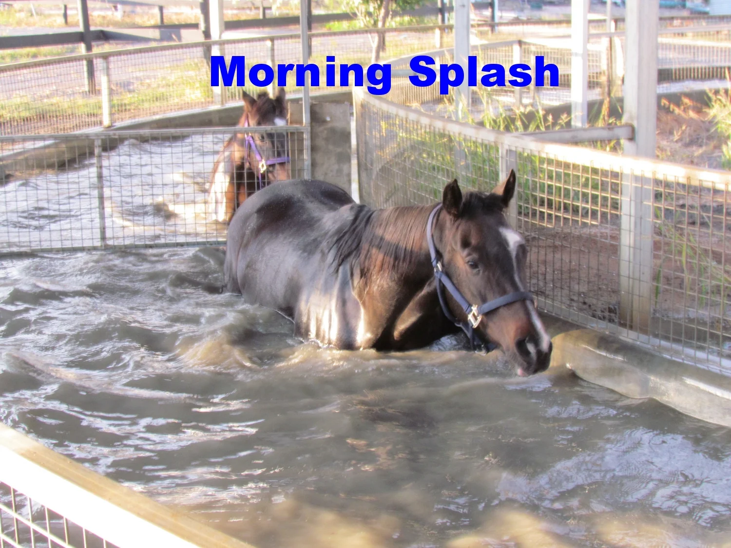 enjoying a splash in the morning's water walker.JPG