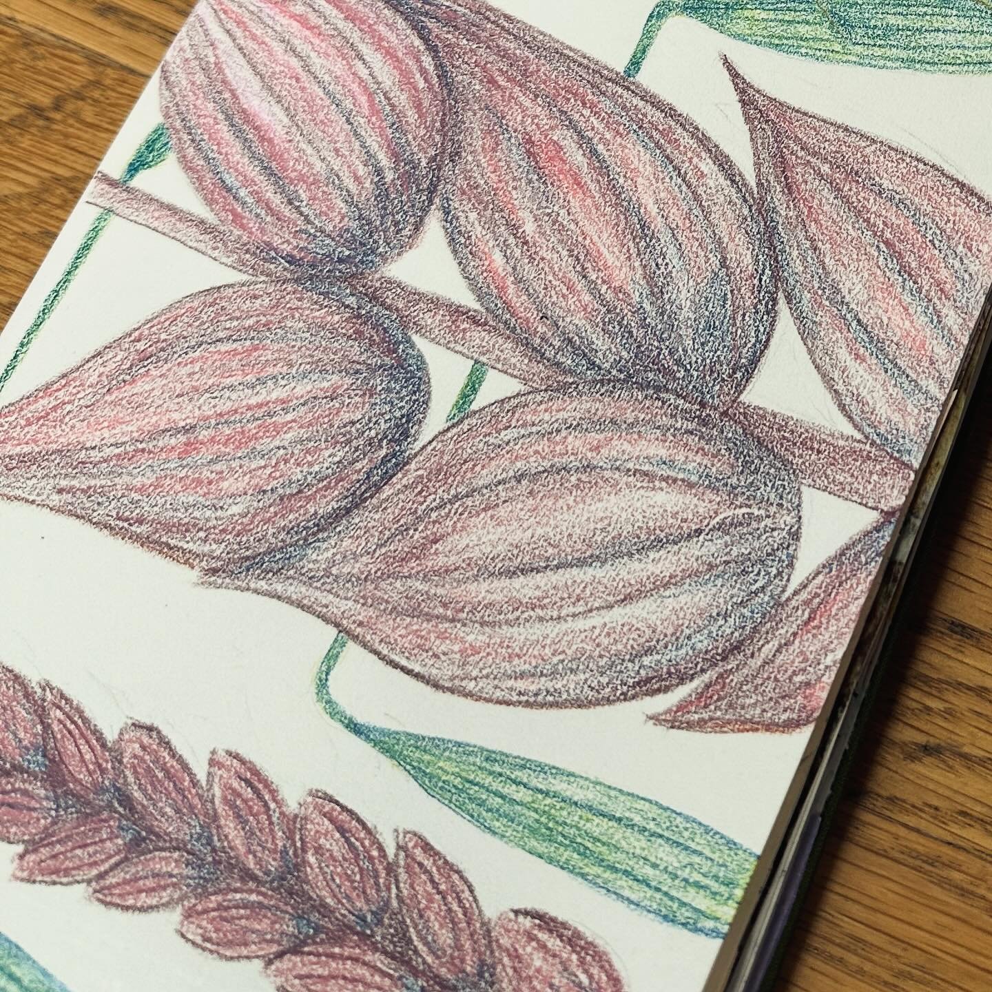 The shapes of all the different grasses bursting into Spring these days, oh my gosh, I had to draw them! Colored pencils only - unusual medium for me but I really enjoyed the process so I&rsquo;ll probably be using them more!

#sketchbookart #drawdai