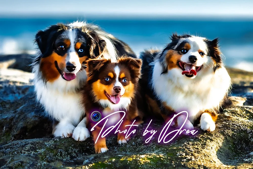 Professional pet photography in San Diego and North County featuring your family pets outdoors