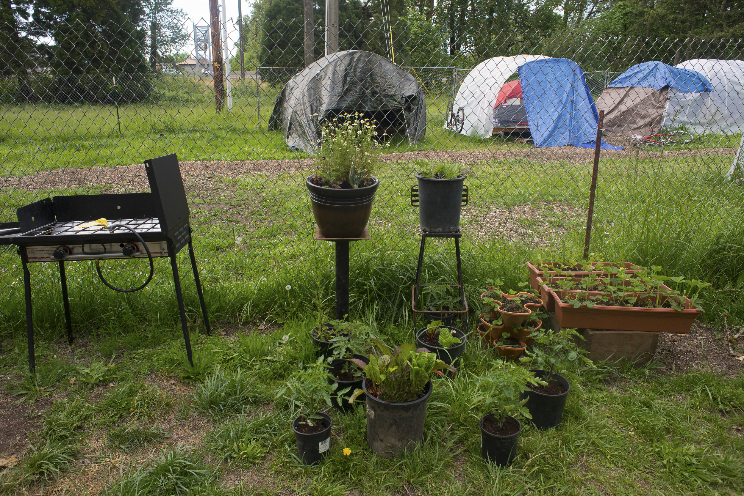 Eugene, ORE. - A detail of the Nightingale camp site. Members who enjoy gardening and growing vegetable create a garden. Photo by: Debra Josephson